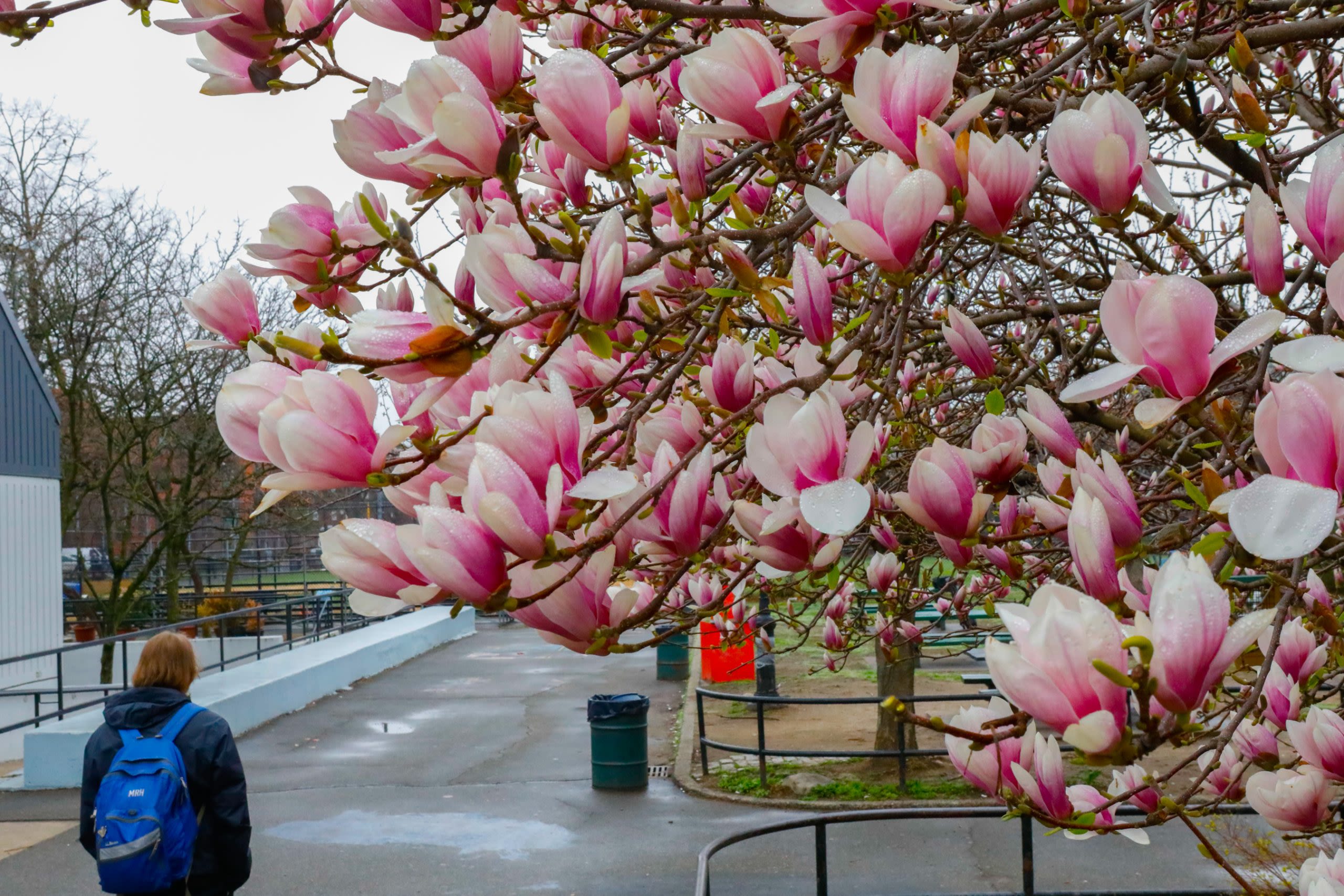 MAP: The Best Spots for Blooms in NYC as Cherries, Magnolias and